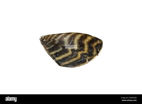 Zebra Mussel Dreissena Polymorpha Stock Photo Alamy