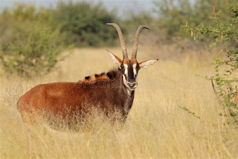 Sable Antelope Portrait Stock Image Image Of Mammal Endangered 5134217