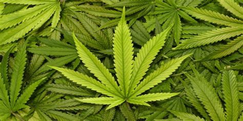 Un Trafic De Cannabis Entre Le Maroc Et La France D Mantel L Economiste