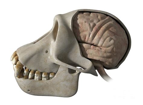 Skull And Brain Of A Chimpanzee Photograph By Claus Lunau Science Photo