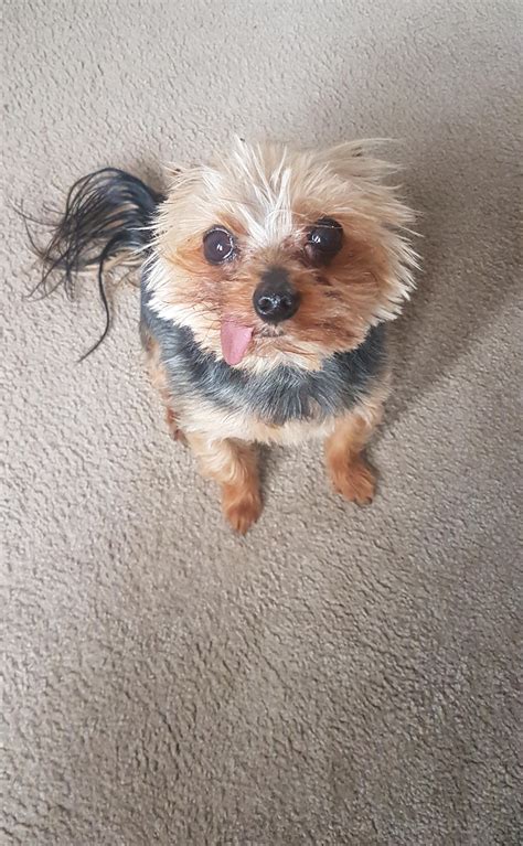 My Derpy Dog Raww