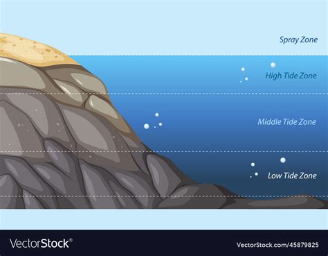 Rocky Shore Zonation Education Diagram Royalty Free Vector