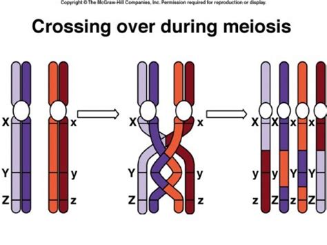 Process Of Crossing Over With Diagram Crossing Chromosomes H