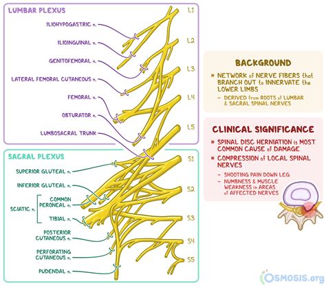 Lumbosacral Plexus Anatomy Human Anatomy Lumbar