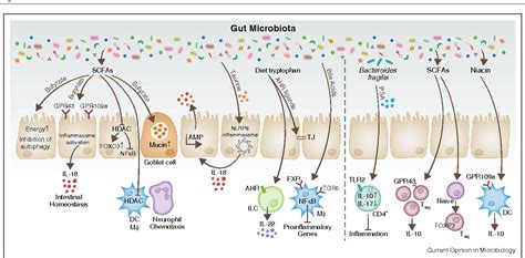 Figure From Microbiome Metabolites And Host Immunity Semantic Scholar