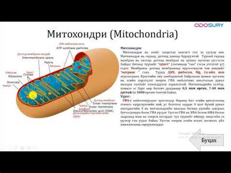 Амьтан, ургамлын эс - YouTube