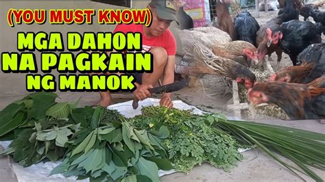 Kilalanin Ang Mga Dahon Na Pwede Ipakain Sa Mga Manok Super Tipid