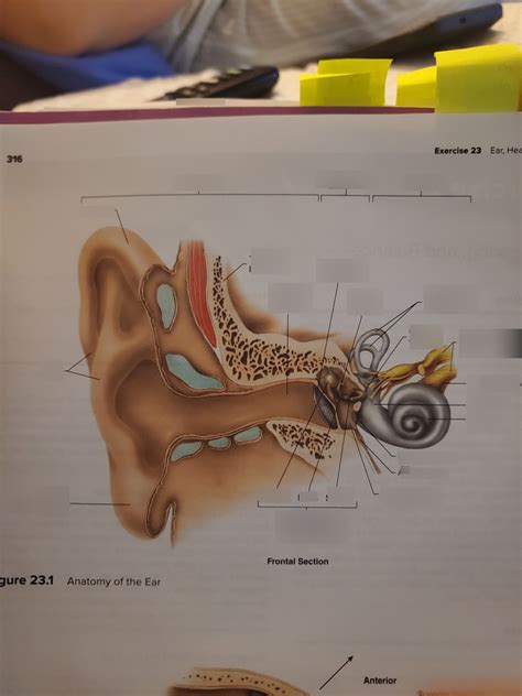 Anatomy Of The Ear Diagram Quizlet