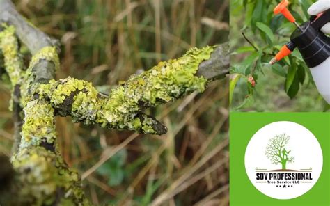 Do You Want To Learn How To Remove Lichen From Trees
