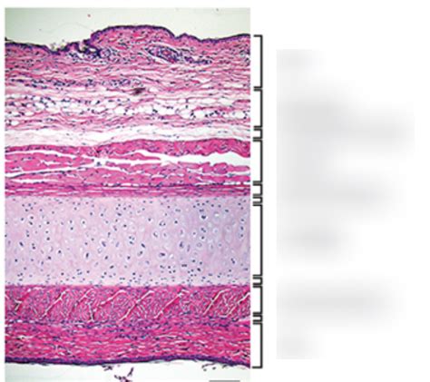 Diagram Of Histology Of Outer Ear Quizlet