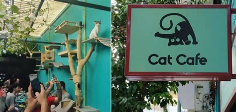 The First Cat Cafe In Athens