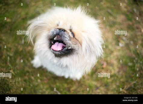 Fuzzy Purebred Pekingese Dog Stock Photo Alamy