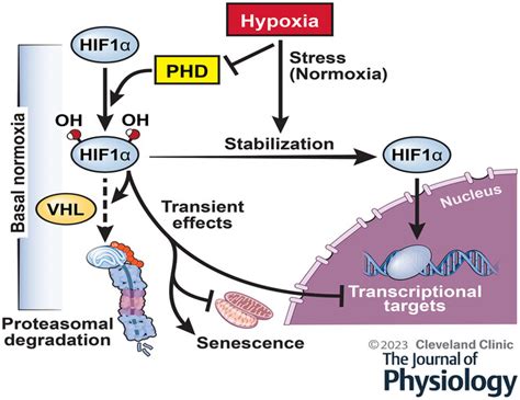 Differential Impact Of Sex On Regulation Of Skeletal Muscle