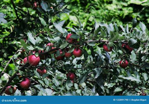 Apple Idared On A Branch Of A Tree Stock Photo Image Of Tree Mature