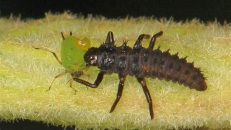 Ladybug Larvae Eating An Aphid Judy Gallagher Cc By Uav Iq