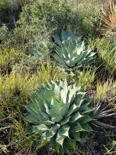 Estado de conservación de los agaves mezcaleros de origen silvestre