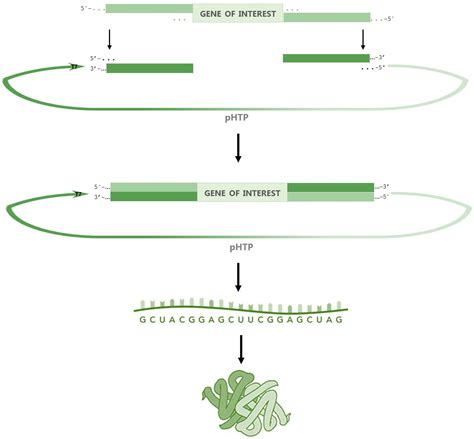 NZYEasy Cloning Expression Kit I NZYtech Biomol