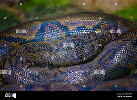 Reticulated Python Island Specis