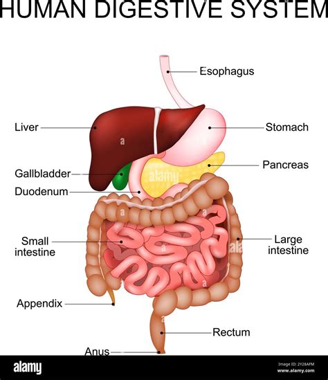 Digestive System Anatomy Of Human Gastrointestinal Tract Medical Diagram Realistic Vector