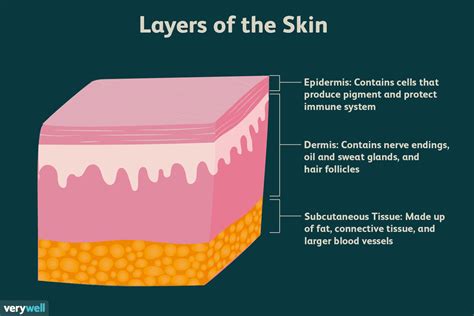 Skin Anatomy And Function