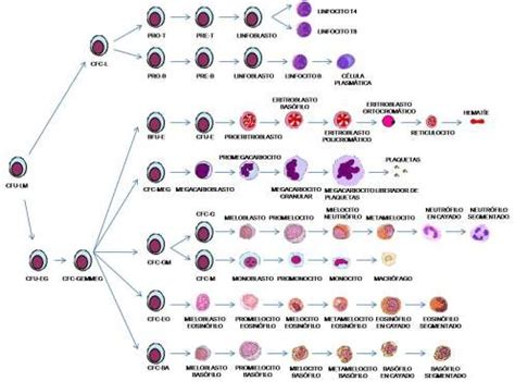 Ud Fisiolog A Leucocitaria Leucopoyesis Y Alteraciones De La Serie