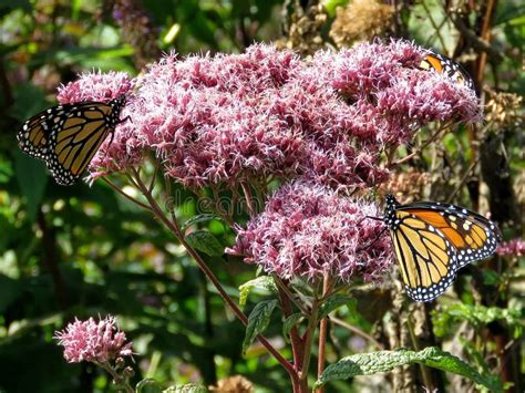 Mariposas De Monarca Del Lago Toronto En El Cannabinum Del