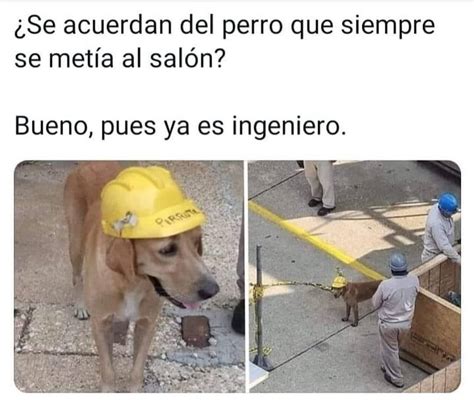 Se Acuerdan Del Perro Que Siempre Se Met A Al Sal N Bueno Pues Ya Es