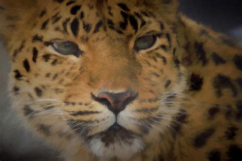 Amur Leopard Dp Digital Art By Ernie Echols Fine Art America