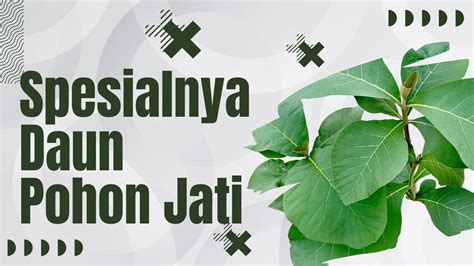 Bentuk Adaptasi Pohon Jati Dan Penjelasan Lengkapnya Anto Tunggal