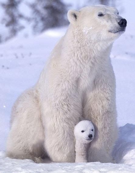 Baby polar bear – Artofit