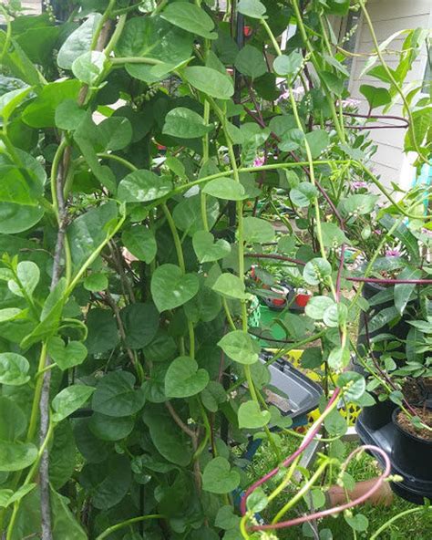 Malabar Spinach Seeds Green Red Stem Basella Alba Alugbati Mồng Tơi