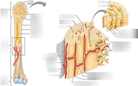 Long Bone Diagram Quizlet