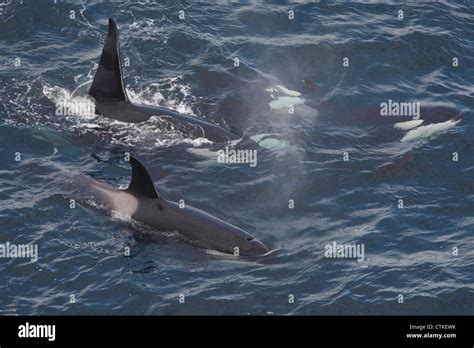 Killer Whales Orcinus Orca Off Sumburgh Head Rspb Reserve Shetland