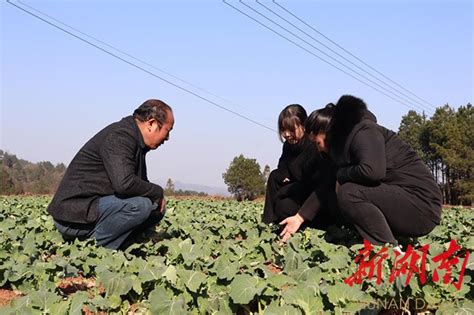 沅陵县下好春耕备耕“先手棋”，奋力实现粮食生产面积、产量“双稳双增” 怀化 新湖南