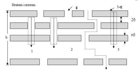 Stochastic Brick And Mortar Model Of Hyperosmotic Solutions Penetration