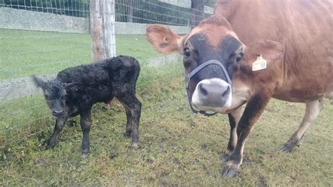 Our First Cow Born On The Homestead A Jersey Angus Cross Youtube