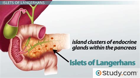 Pancreas Gland Function