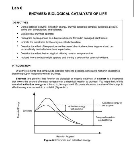 Solved Lab Enzymes Biological Catalysts Of Life Chegg