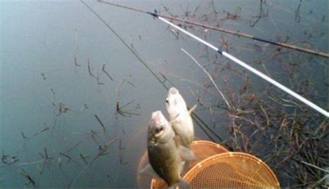 秋季釣魚到底是釣淺水還是釣深水才能釣到魚野釣攻略 每日頭條