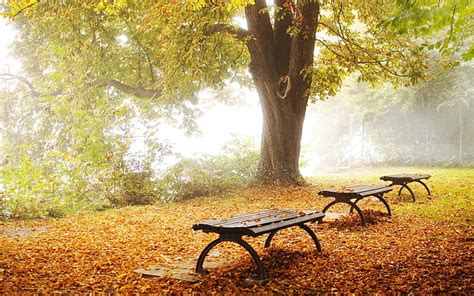 Fog In The Park Brown Wooden Bench Nature X Tree Bench