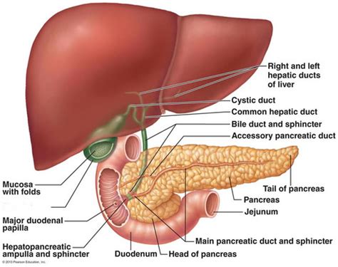 Hepatopancreatic Sphincter Ampulla