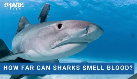 How Far Can Sharks Smell Blood Shark Sider