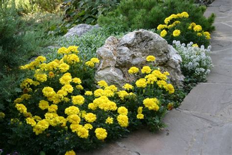 Caléndulas foto de flores en un macizo de flores qué hermoso es