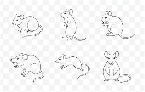 Print Comprehensive Rat Art Set Featuring Detailed And Highquality