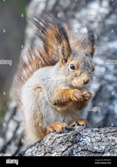 Das Eichhörnchen Mit Nuss Sitzt Im Frühjahr Oder Sommer Auf Einem Äst