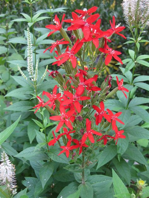 Plants North Carolina Native Plant Society