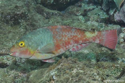 Sparisoma Cretense Parrotfish Reef Life Survey