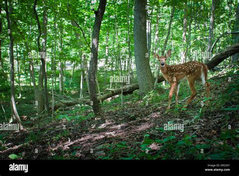 White Tail Deer Fawn Stock Photo Alamy