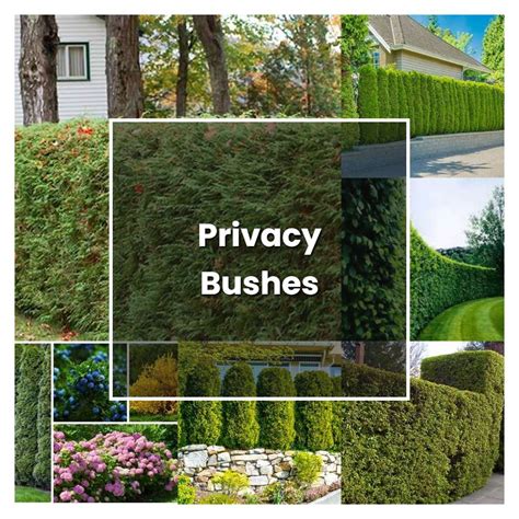 How To Grow Privacy Bushes Plant Care And Tips Norwichgardener