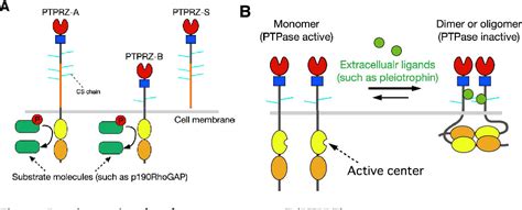 Figure From Role Of Pleiotrophin Protein Tyrosine Phosphatase